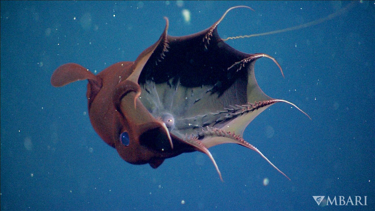 A rare image of a vampire squid. (Image: © 2010 Monterey Bay Aquarium Research Institute)