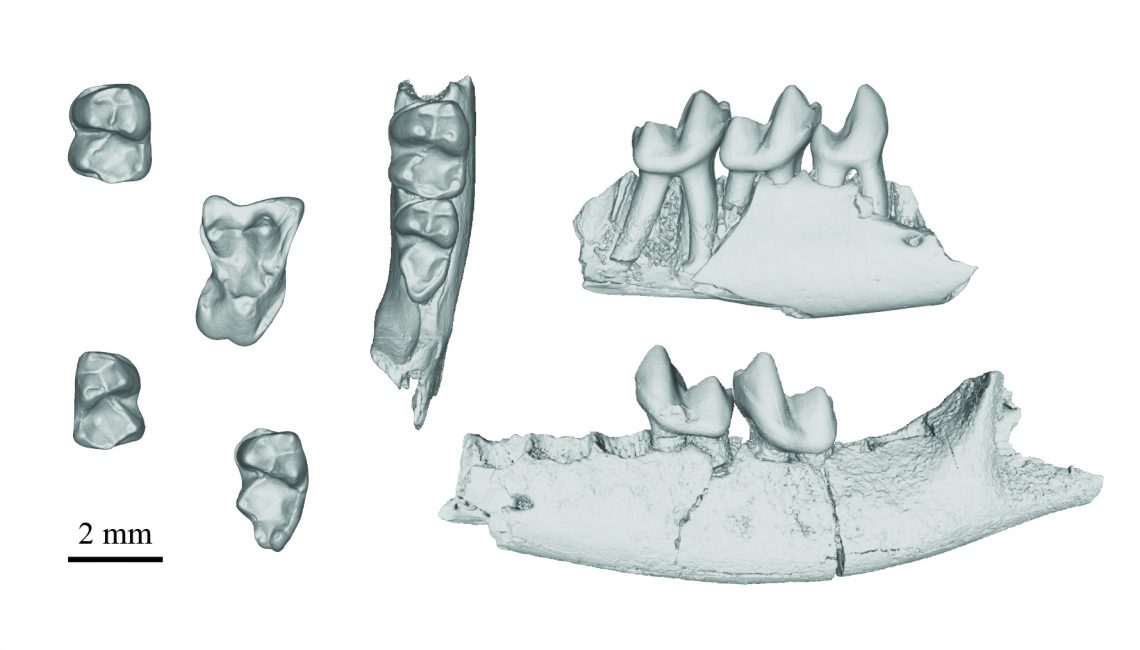 High-resolution CT scans of teeth and jawbones belonging to Purgatorius.  (Image: Gregory Wilson Mantilla/Stephen Chester)