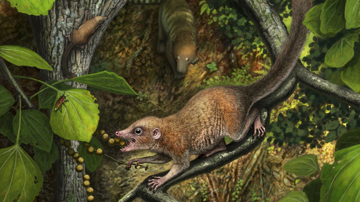 Artist's depiction of Purgatorius mckeeveri. (Image: Primates Emerged Almost Immediately After the Dinosaurs Went Extinct, New Research Suggests)