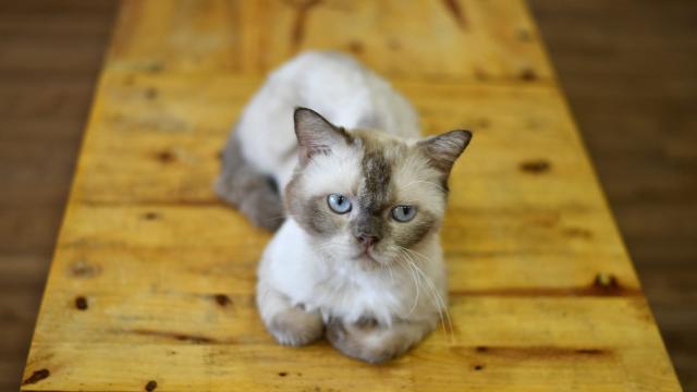 Cats Are Just as Disloyal as You Suspected, New Study Suggests