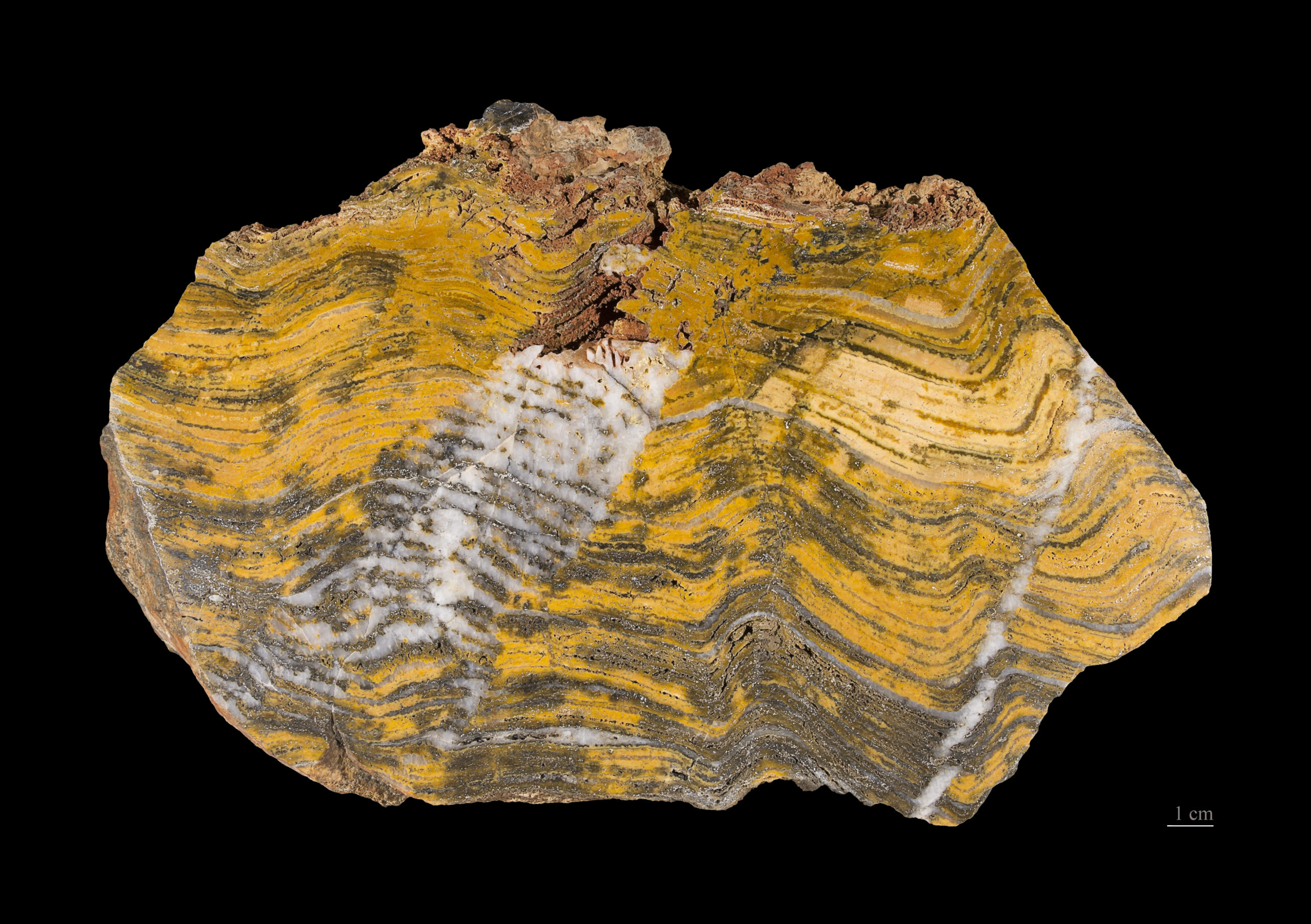 A stromatolite fossil from Pilbara, in Western Australia. (Image: Wikimedia Commons, Fair Use)