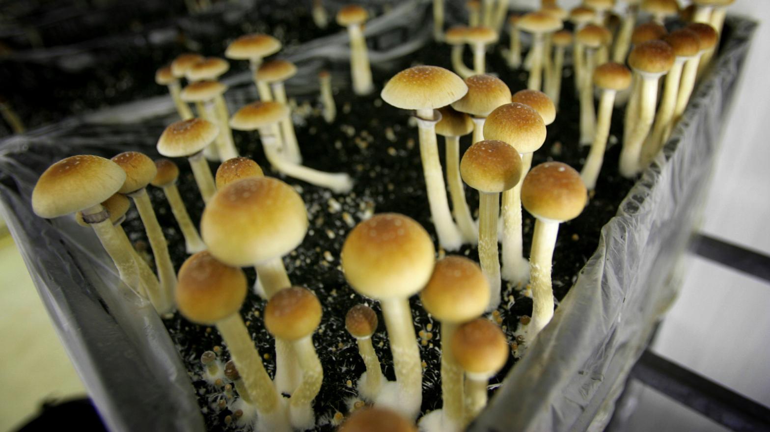 Psilocybin mushrooms in a grow room at the Procare farm in Hazerswoude, central Netherlands. (Photo: Peter Dejong, AP)