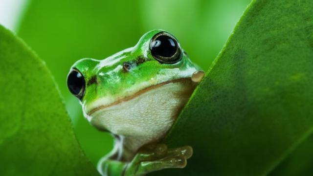 This Frog’s Lungs Act Like Noise Cancelling Headphones