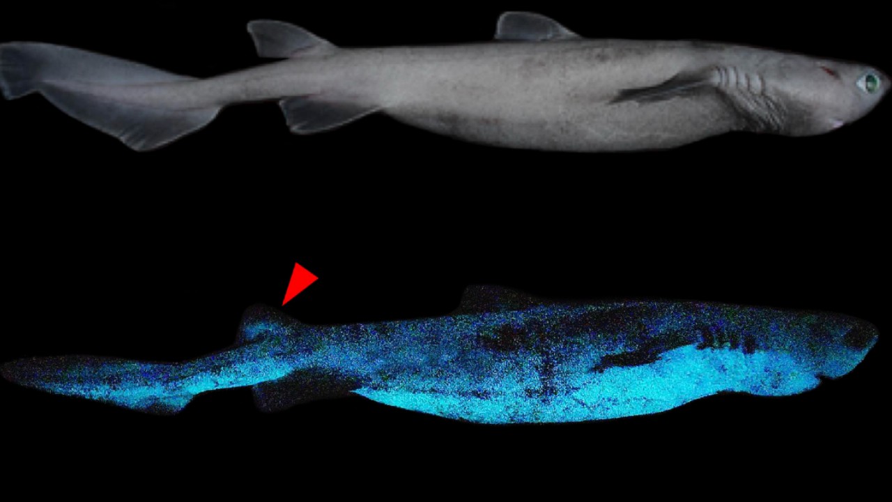 glow in the dark shark kitefin shark bioluminescence