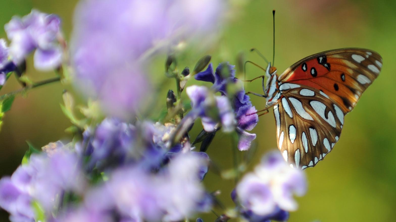 A butterfly sits atop a flower in Los Angeles, California, July 9, 2008. (Photo: Gabriel Bouys, Getty Images)