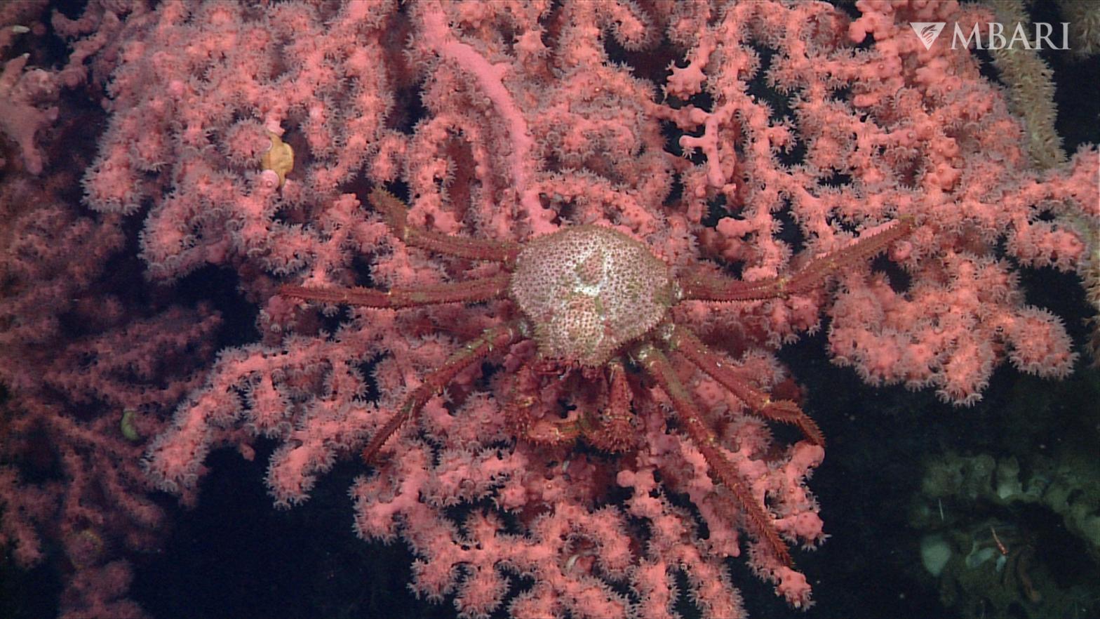 A deep-sea crab sits atop a bubblegum coral on Sur Ridge. (Image: © 2013 MBARI)