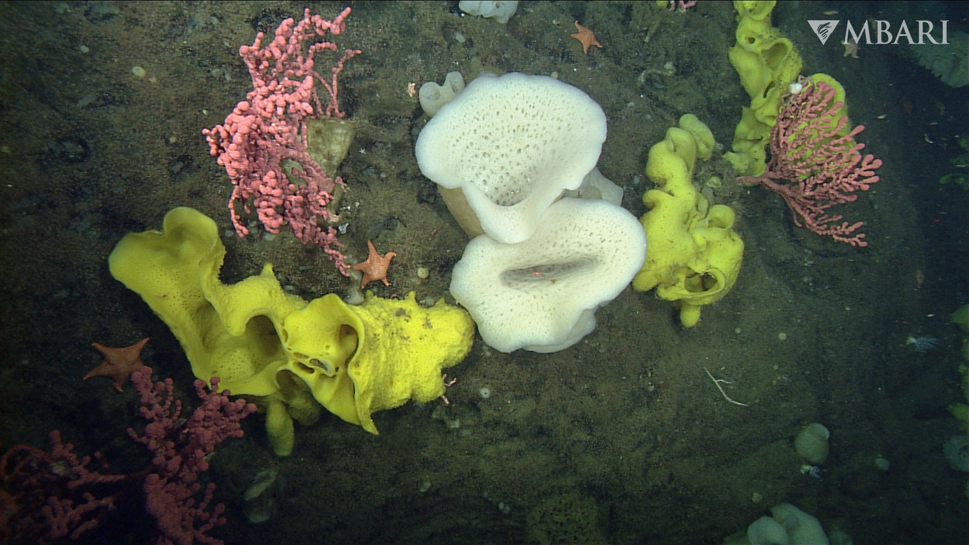 An assortment of sponges and coral that call Sur Ridge home. (Image: © 2019 MBARI)