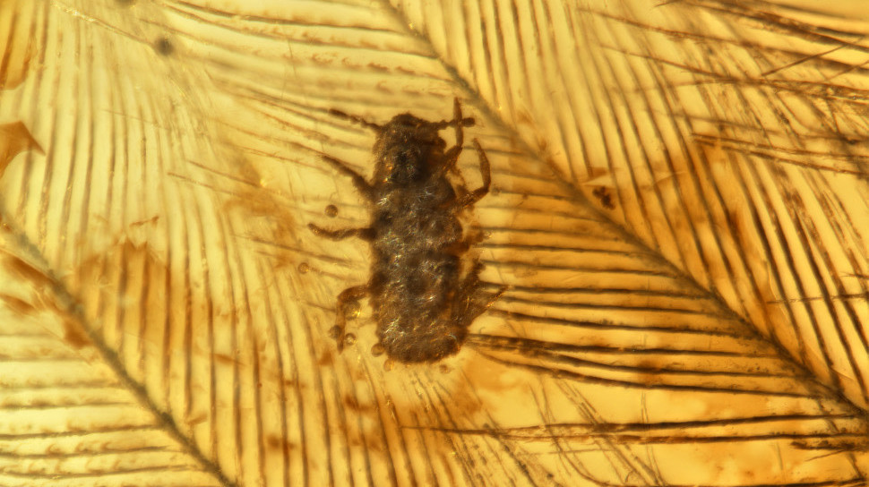 An apparent lice-like insect crawling on dinosaur feathers, as found preserved in mid-Cretaceous amber. (Image: Taiping Gao)
