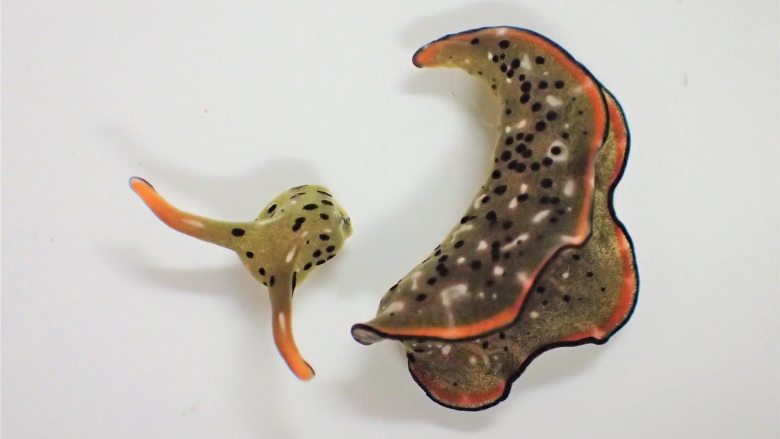 The head (left) and body (right) of a regenerative, photosynthetic sea slug. (Image: Sayaka Mitoh)