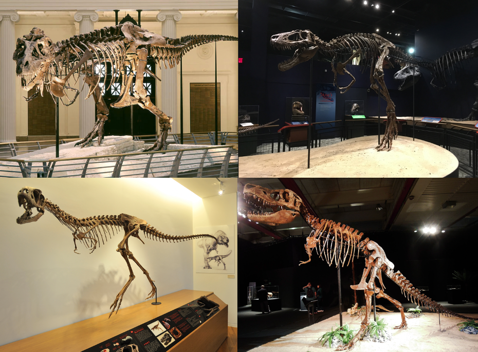 Skeletons of tyrannosaur specimens tested in the study.  (Image: Clockwise from above left: adult Tyrannosaurus rex “Sue” (FMNH PR 2081) (Field Museum of Natural History, Chicago, IL; photo by the Field Museum), juvenile Tyrannosaurus rex “Jane” (BMRP 2002.4.1) (Burpee Museum of Natural History; photo by A. Rowe), adult Tarbosaurus bataar (Dinosaurium exhibition, Prague, Czech Republic; photo by R. Holiš) and Raptorex kriegsteini skeletal reconstruction (LH PV18) (Long Hao Institute of Geology and Paleontology, Hohhot, Inner Mongolia, China; photo by P. Sereno). Final image by Andre Rowe.)