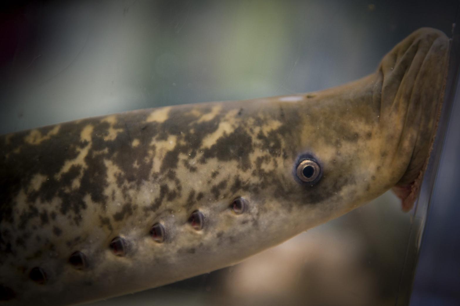 A lamprey suckles the side of its tank in Spain in 2015. (Photo: Miguel Riopa/AFP, Getty Images)
