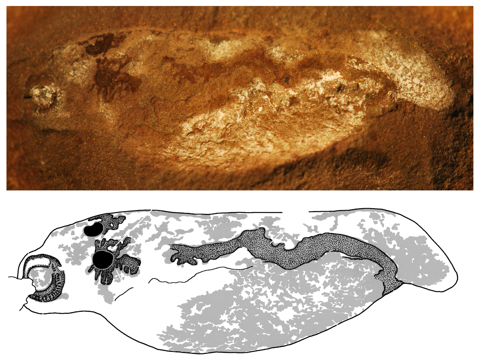 A 309 million-year-old fossil hatchling of Pipiscius zangerli, an extinct lamprey species. (Image: Tetsuto Miyashita)