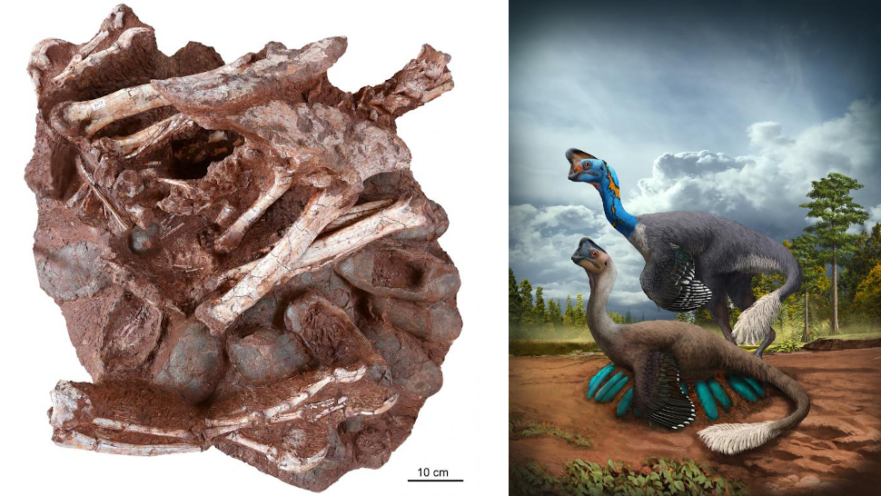 Left: The new fossil preserving an adult oviraptorid dinosaur with eggs containing embryos. Right: Artist's interpretation of a nesting oviraptorid. (Image: Fossil: Shundong Bi; Artwork: Zhao Chuang)