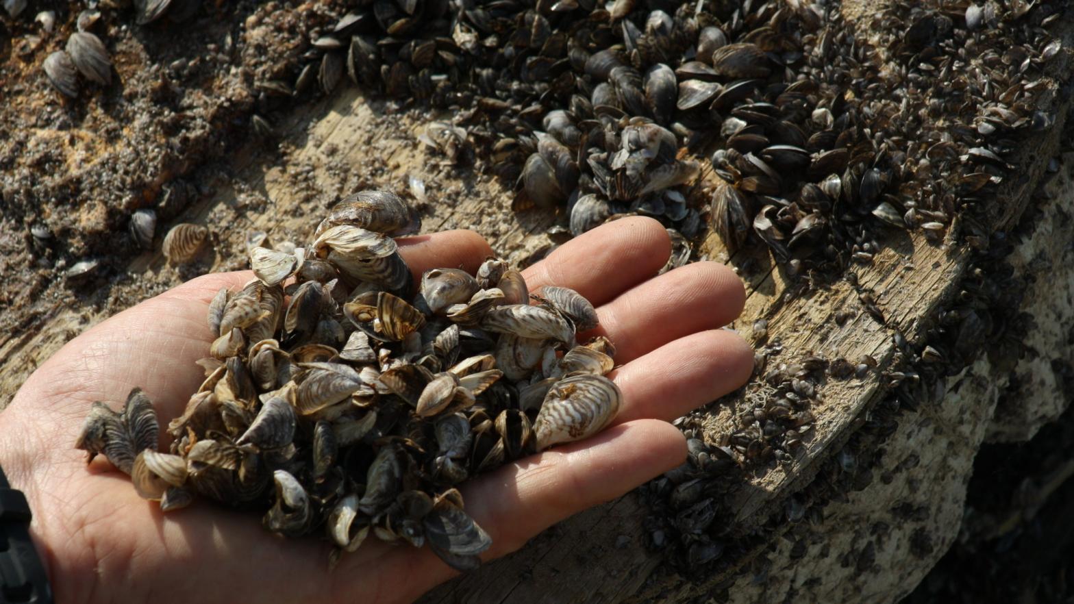 A man holding a handful of Zebra mussels found near Lake Ontario in Canada (Photo: Kilian Fichou/AFP, Getty Images)