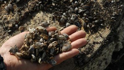 U.S. Wildlife Officials Warn Contaminated Aquarium Moss Balls May Unleash a Zebra Mussel Plague