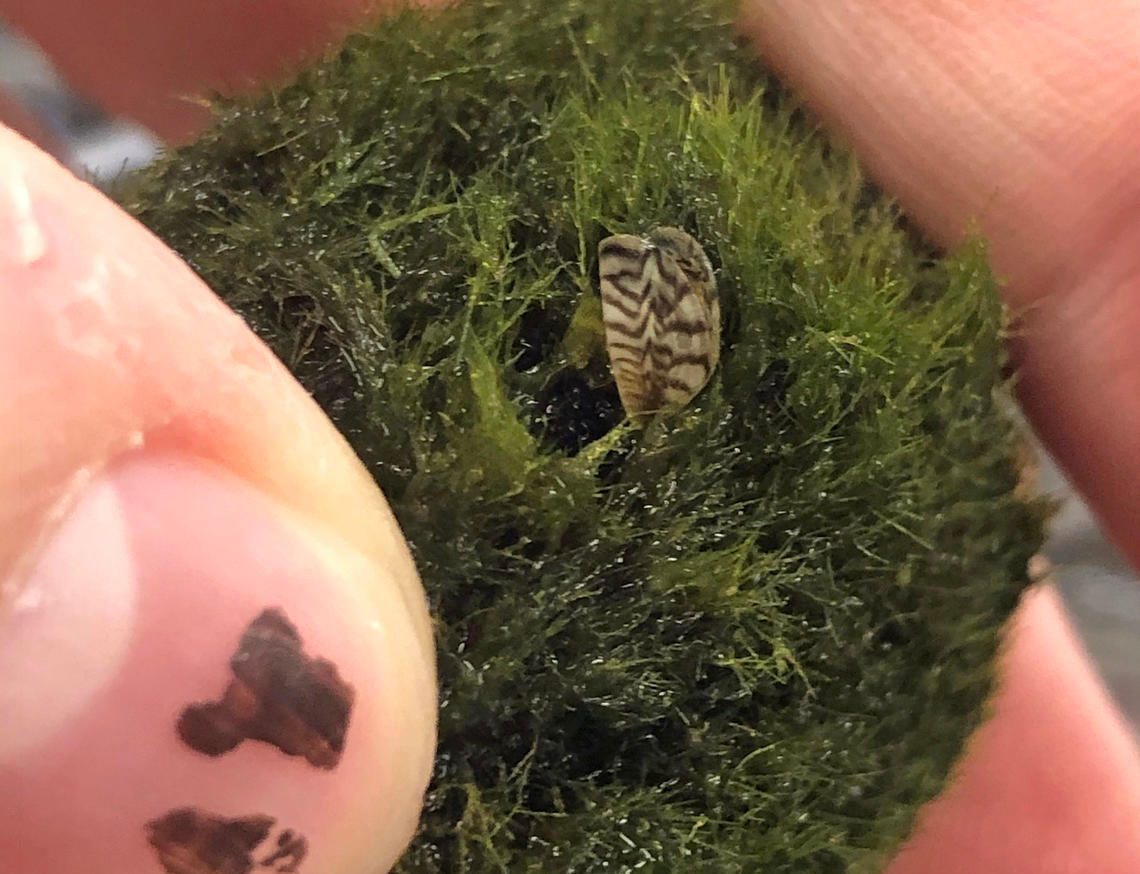 A moss ball containing a zebra mussel. (Photo: USGS)