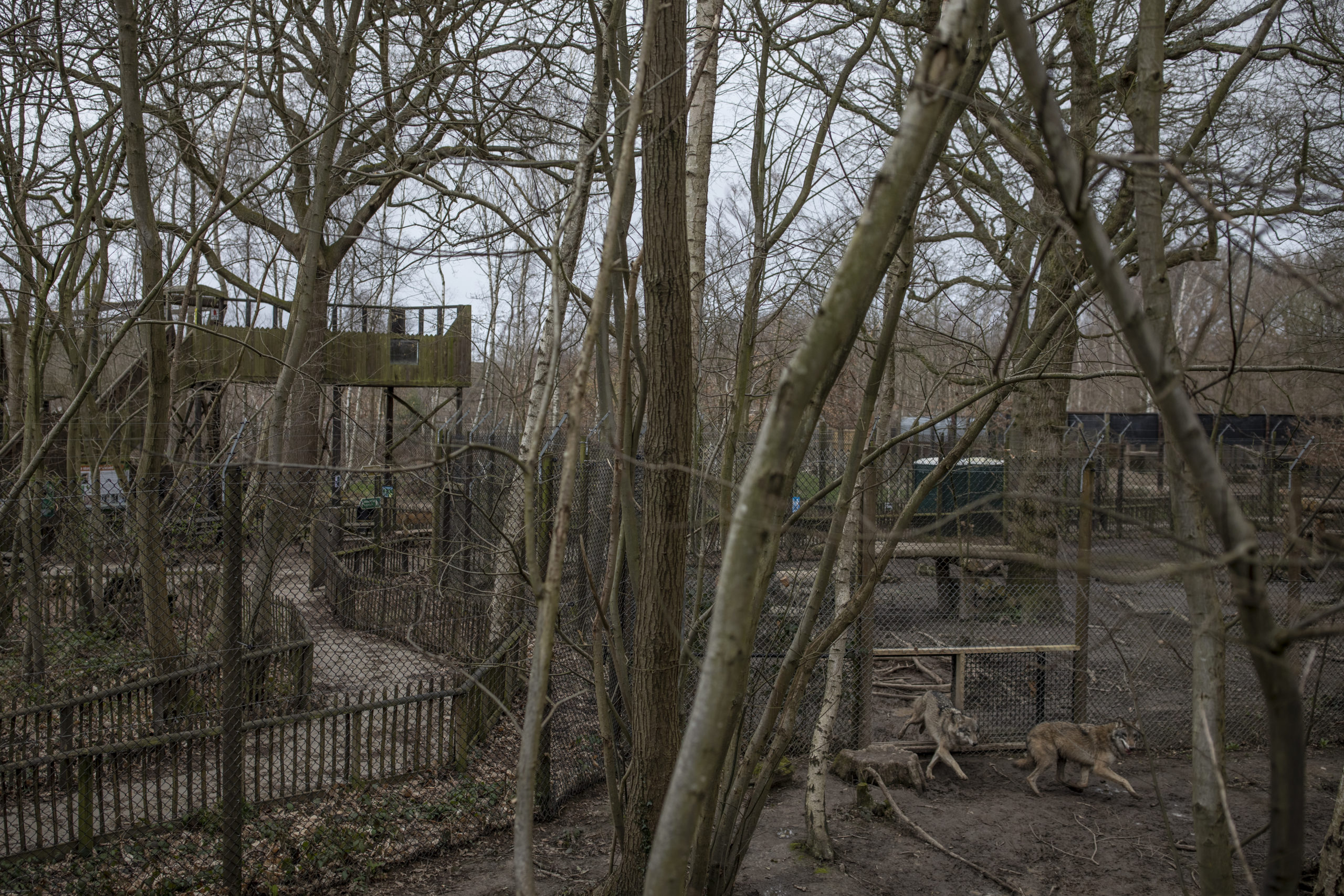 Wolves in their enclosure at Wildwood. (Photo: Dan Kitwood, Getty Images)