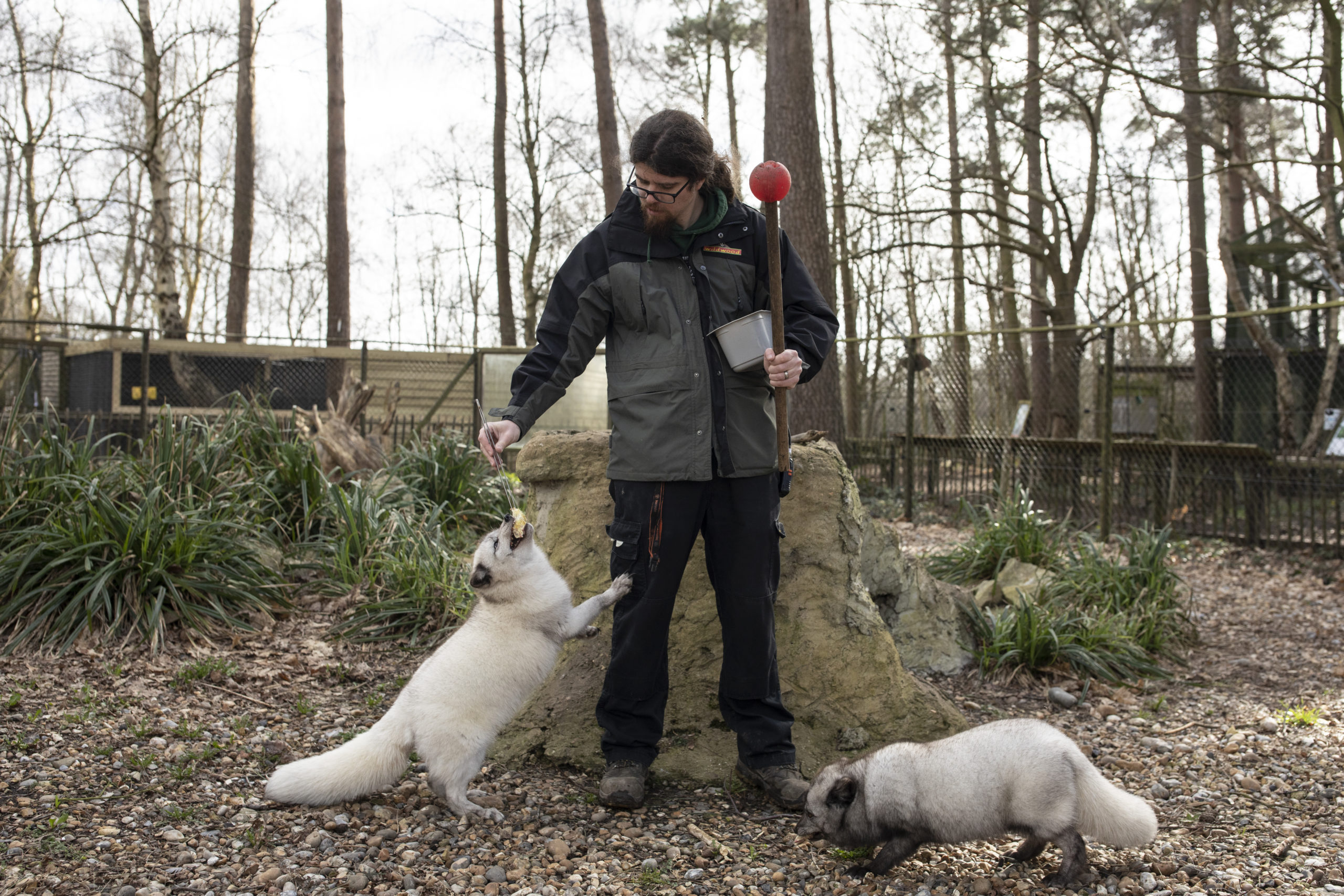 Arctic Foxes are hand fed in their enclosure. (Photo: Dan Kitwood, Getty Images)