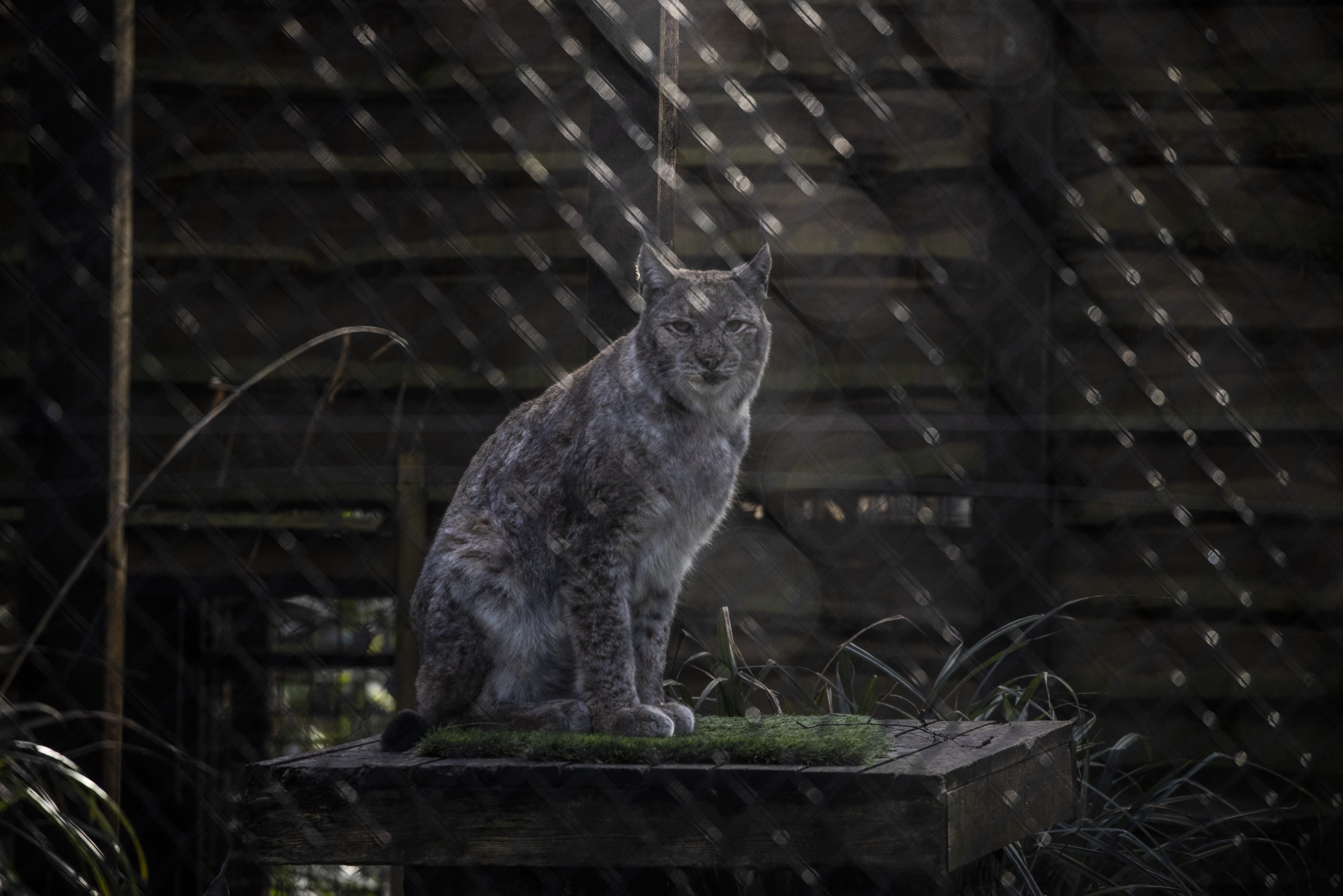 A lynx in its enclosure in Wildwood. (Photo: Dan Kitwood, Getty Images)