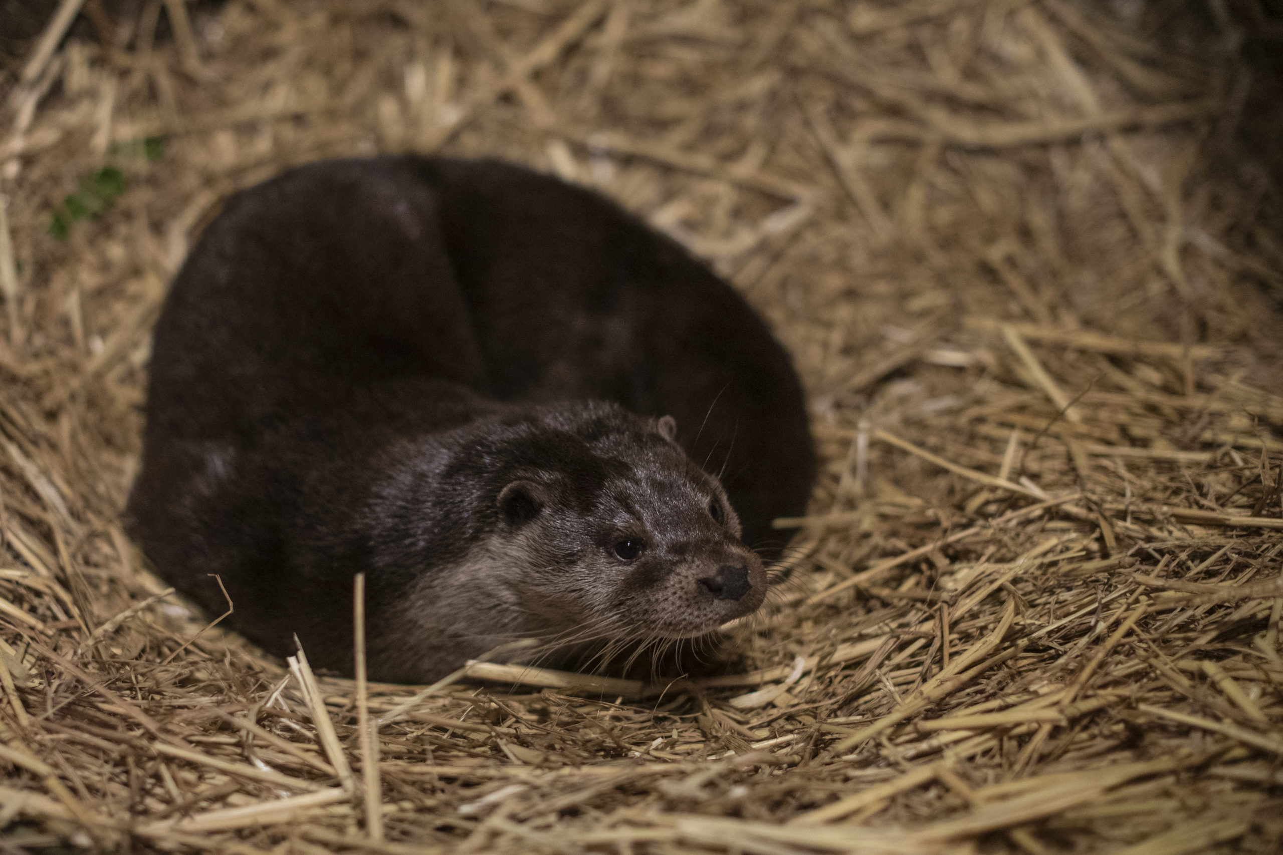 A Eurasian otter at Wildwood. Thetters' habitat shrunk in the second half of the century due to pesticide use, but have made a comeback in recent years and can now be found across the United Kingdom. (Photo: Dan Kitwood, Getty Images)