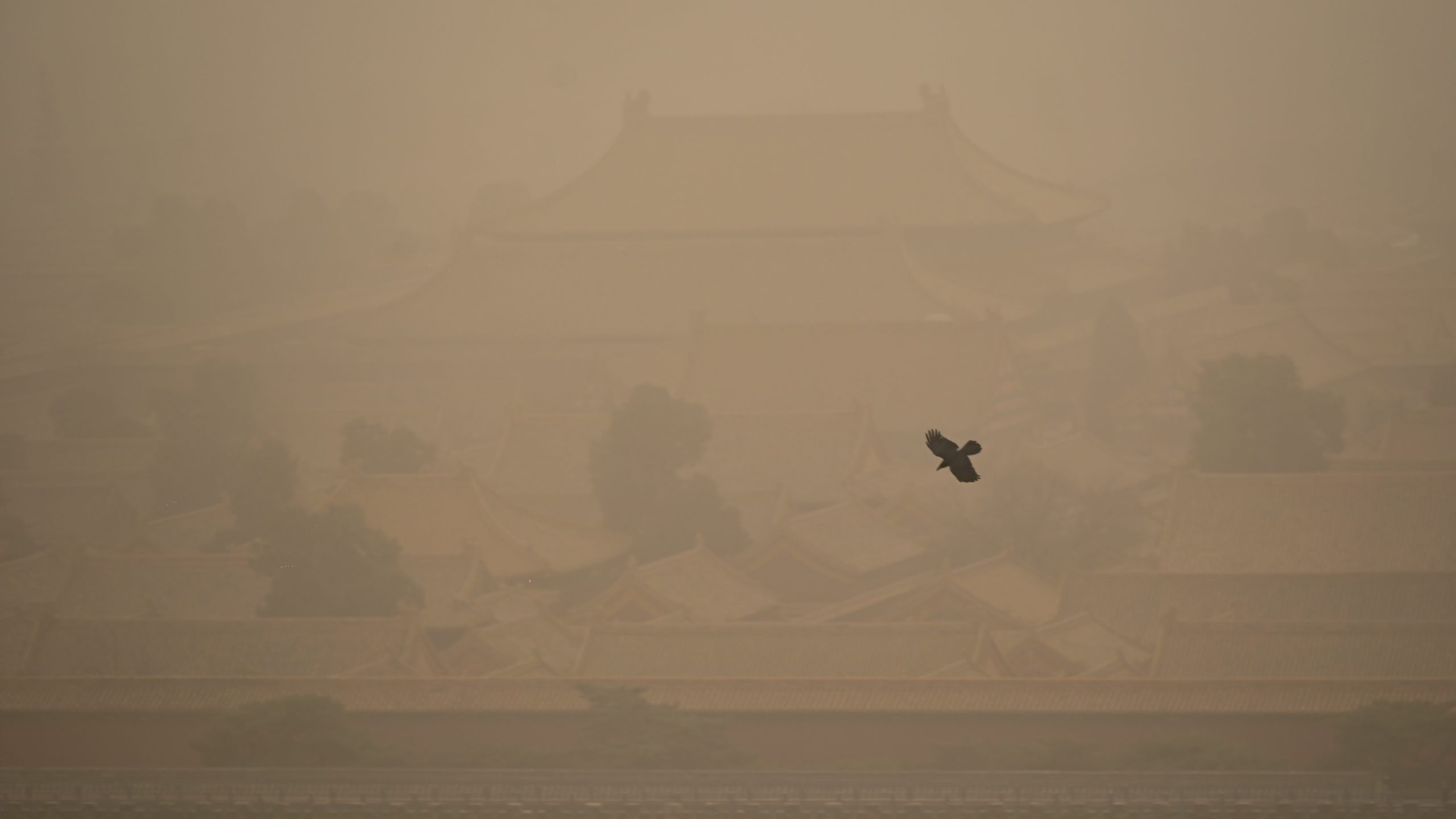 A crow flies over the Forbidden City during a sandstorm in Beijing on March 15, 2021.  (Photo: Wang Zhao, Getty Images)