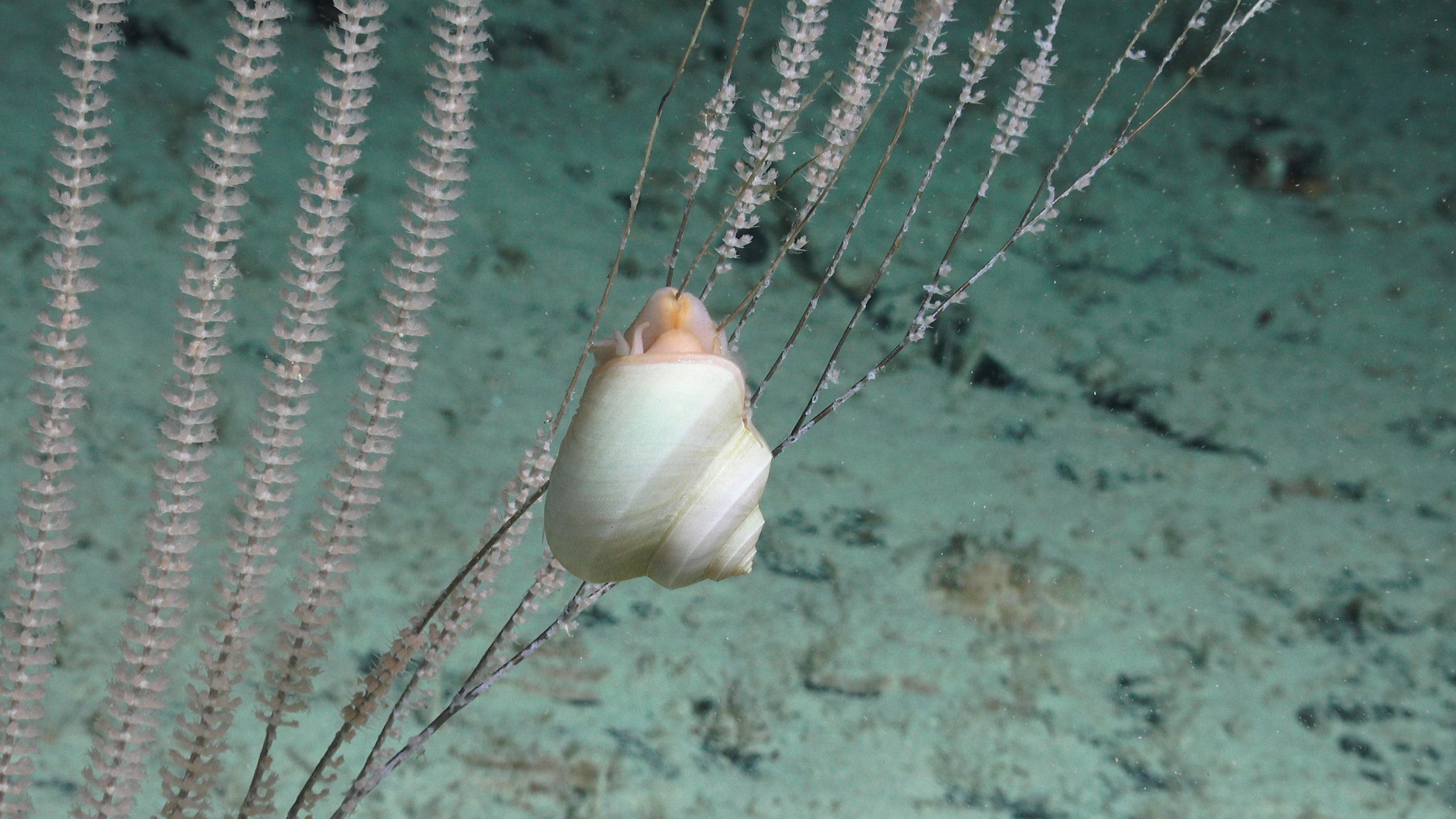 A snail perched in the deep sea. (Image: Schmidt Ocean Institute)
