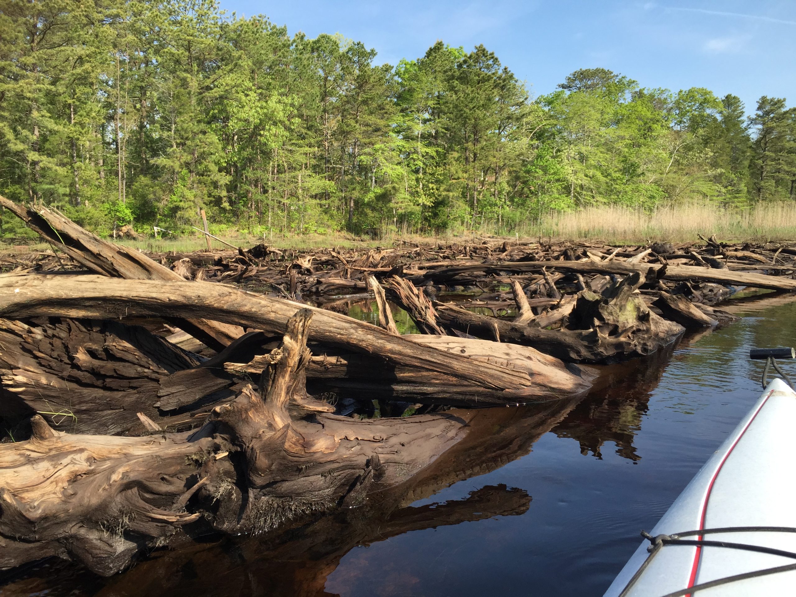 A ghost forest along the Mullica River watershed in New Jersey (Photo: Jennifer S. Walker/Rutgers University–New Brunswick)