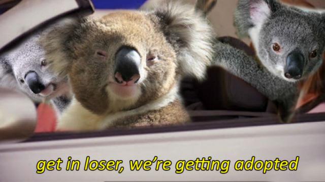 Aussie Reddit Traders Are Adopting Endangered Koalas