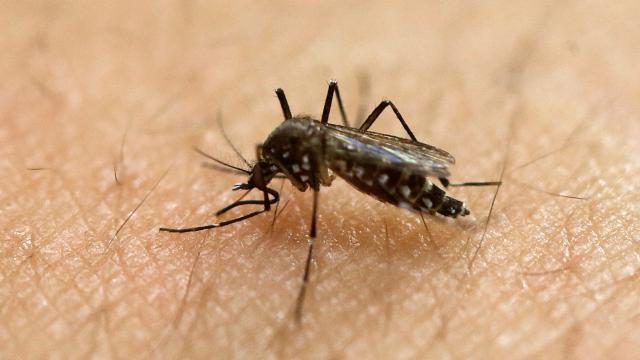 Oh Great, Now Florida Has a Mosquito That Can Carry Yellow Fever