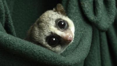 Four Generations of Lemurs Have Refused to Hibernate, Until Now
