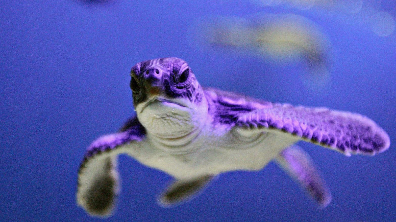 A green sea turtle hatchling swimming in a tank at the turtle conservancy section of Aquaria KLCC in Kuala Lumpur, Malaysia. (Photo: Tengku Bahar, Getty Images)