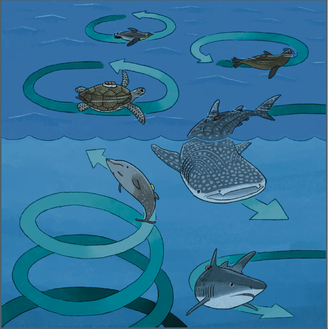 An illustration of how different marine animals circle, based on the study's findings (Illustration: Narazaki, et al/iScience)