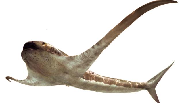 Weirdo Manta Shark Found Fossilised in Mexican Limestone