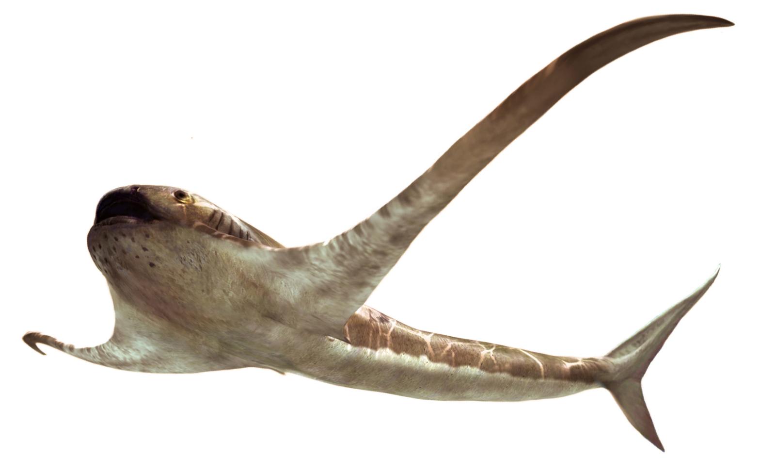 The exceptionally weird Late Cretaceous shark Aquilolamna milarcae. (Illustration: Vullo et al., Science (2021))