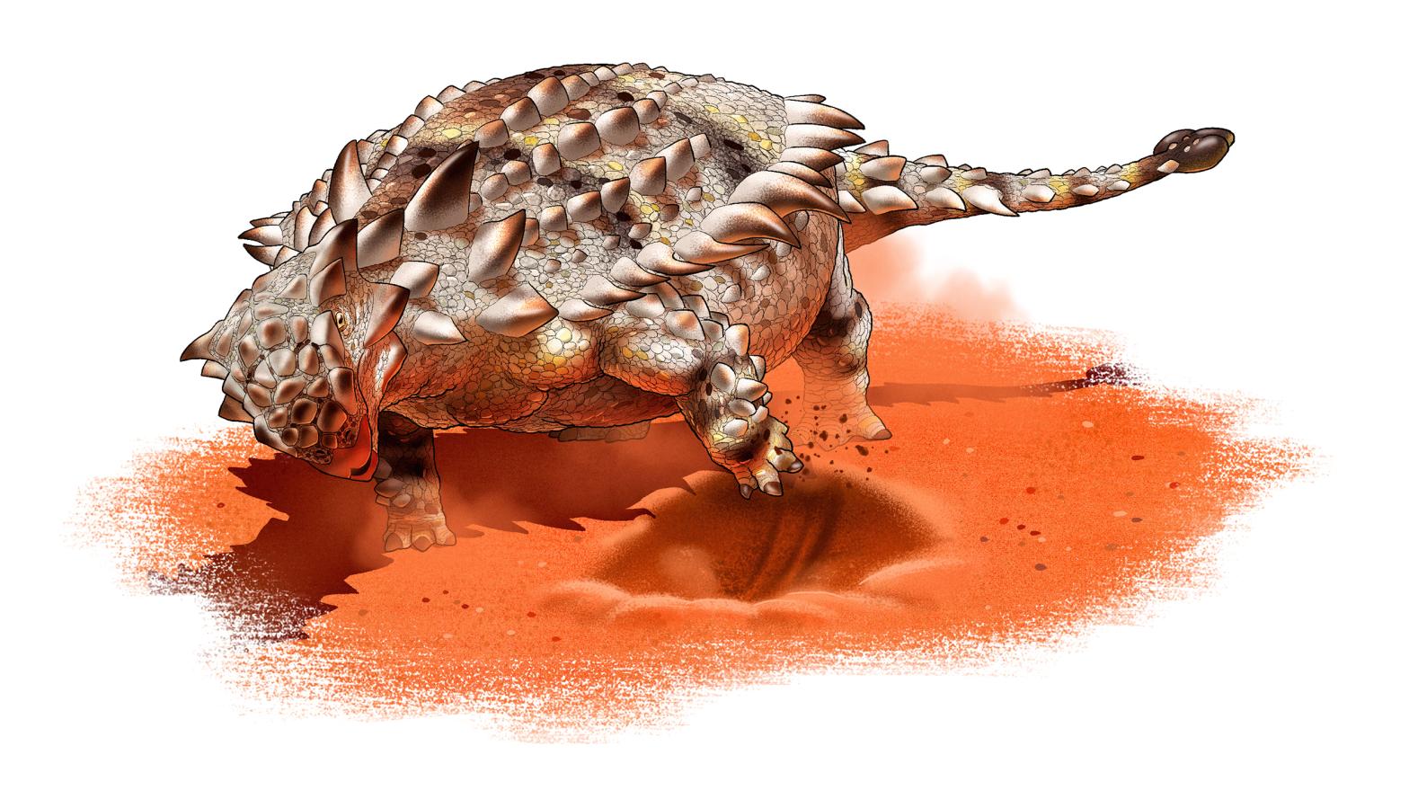 An  ankylosaur goes about excavating a defensive burrow. (Illustration: Yusik Choi)