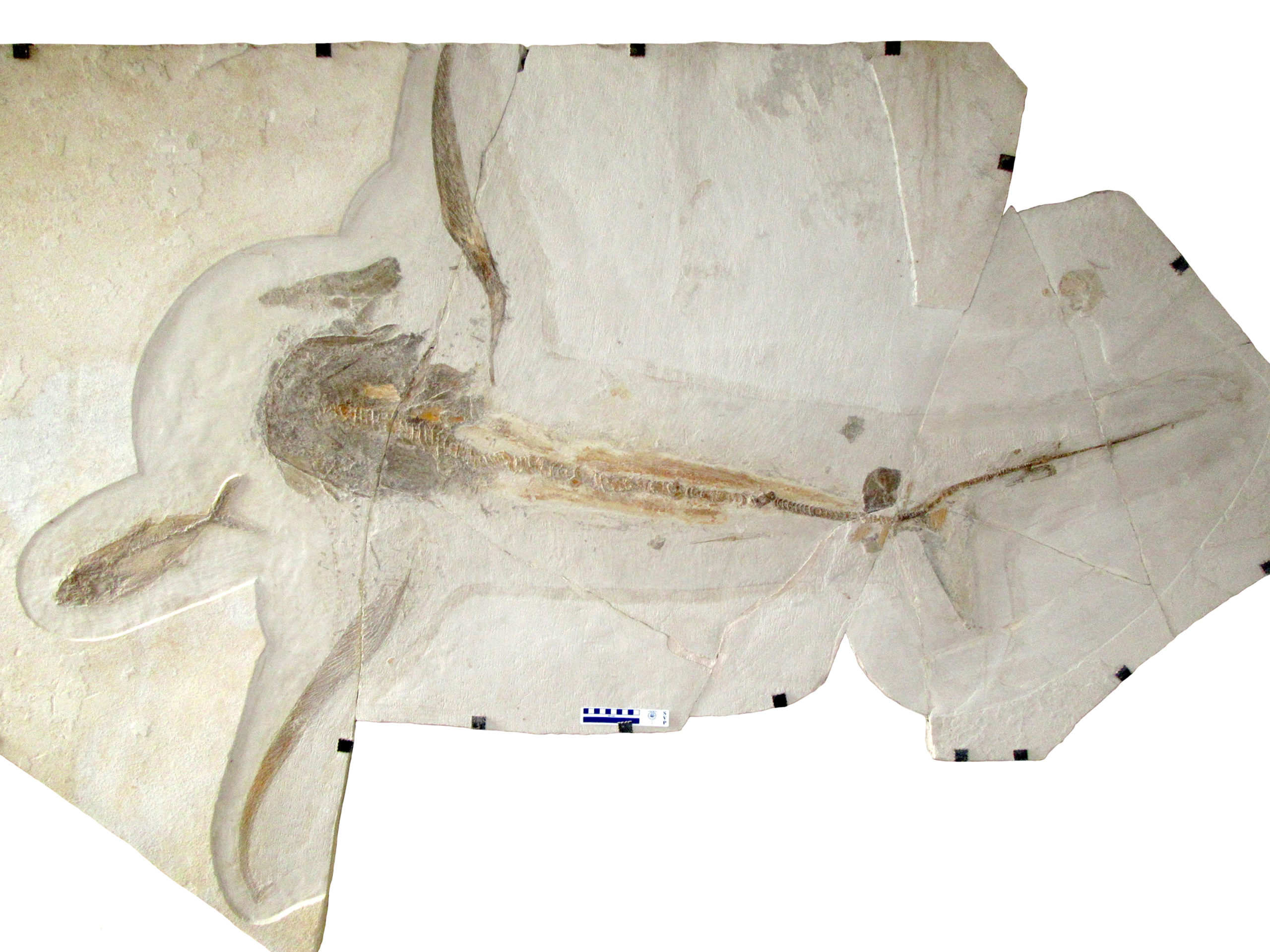 The shark fossil came with three bonus fossil fish and an ammonite (top right). (Image: Vullo et al., Science (2021))