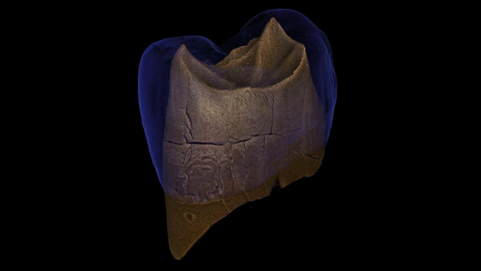 Digital reconstruction of a Neanderthal tooth found in a Polish cave. (Image: M. Binkowski)