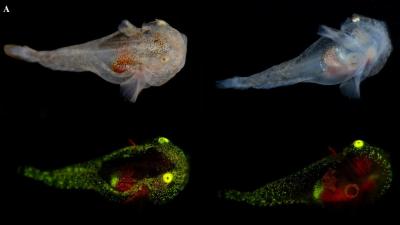 Scientists Document First-Ever Biofluorescent Fish in the Arctic