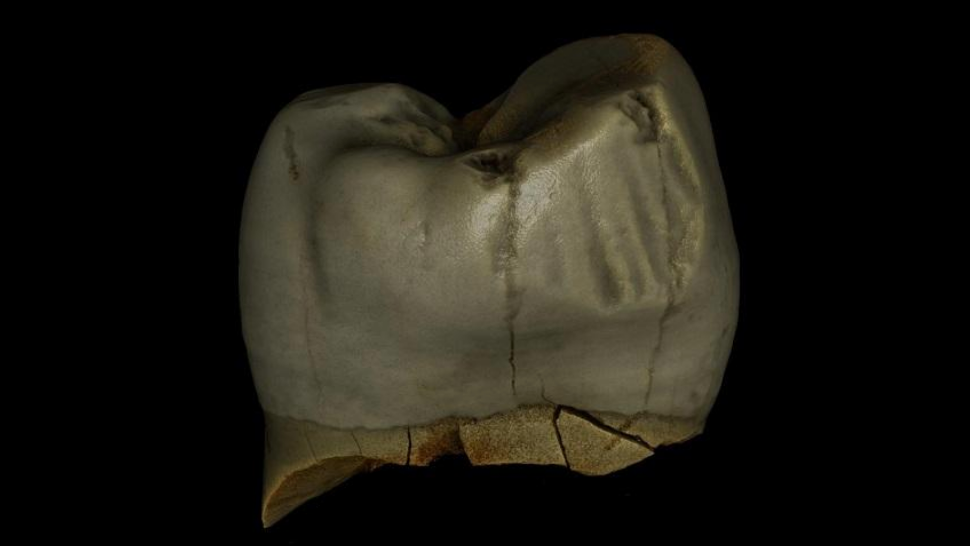 Digital scan of a Neanderthal wisdom tooth, with vertical toothpick grooves seen at right.  (Image: M. Binkowski)