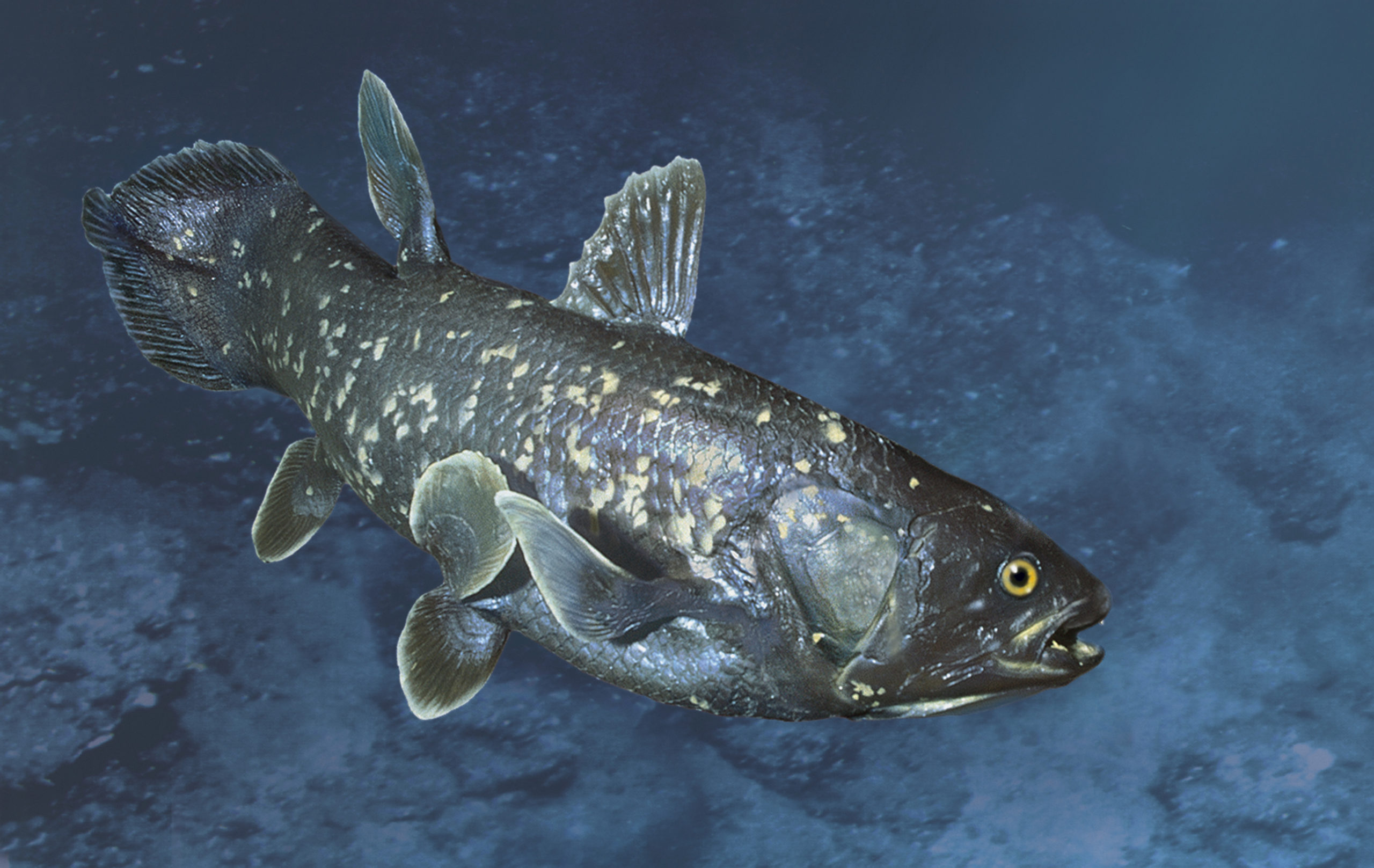 The coelacanth  (Photo: Hoberman Collection/Universal Images Group, Getty Images)