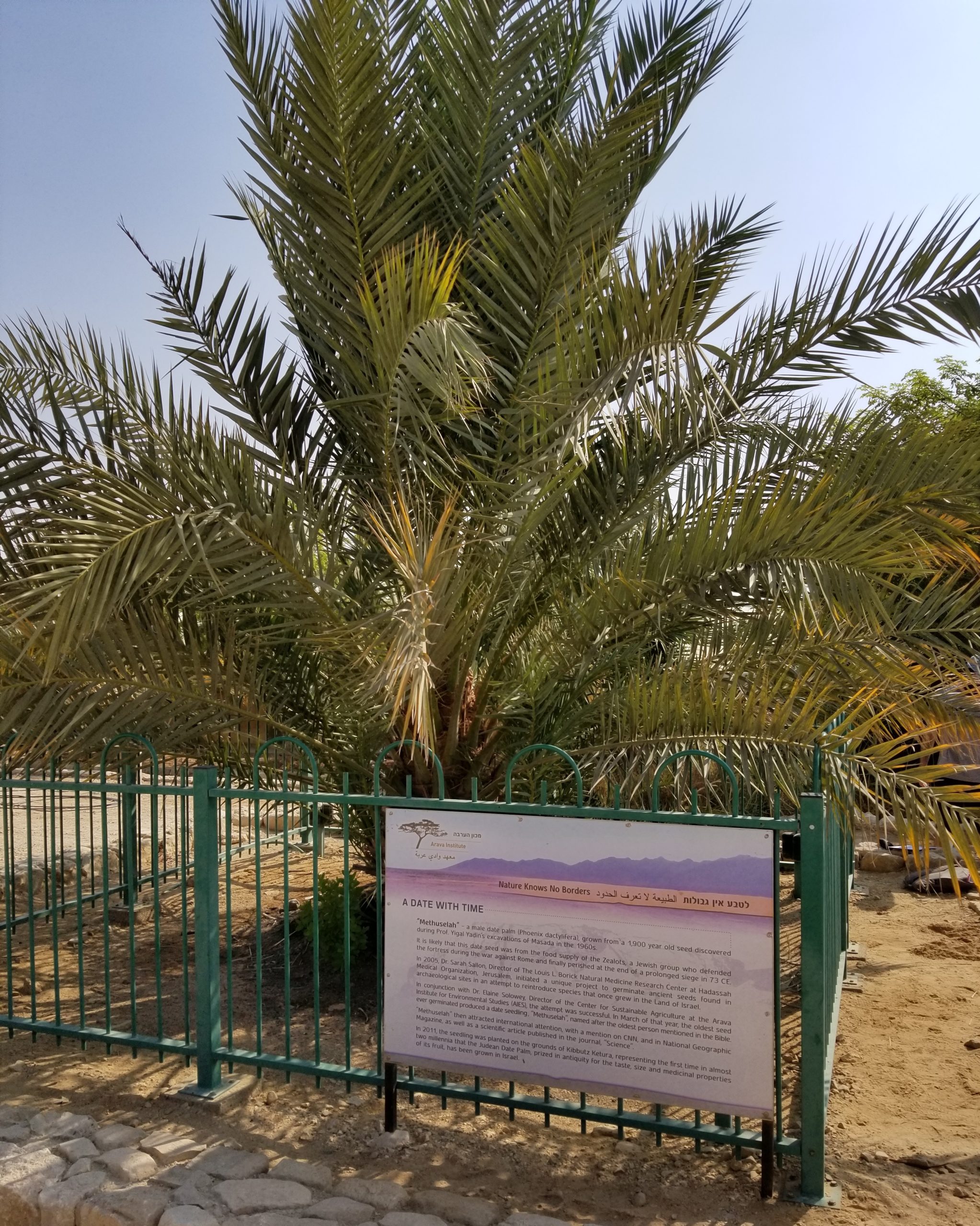 Methuselah, the date palm resurrected from a 1,900-year-old seed. (Image: Wikimedia Commons, Fair Use)
