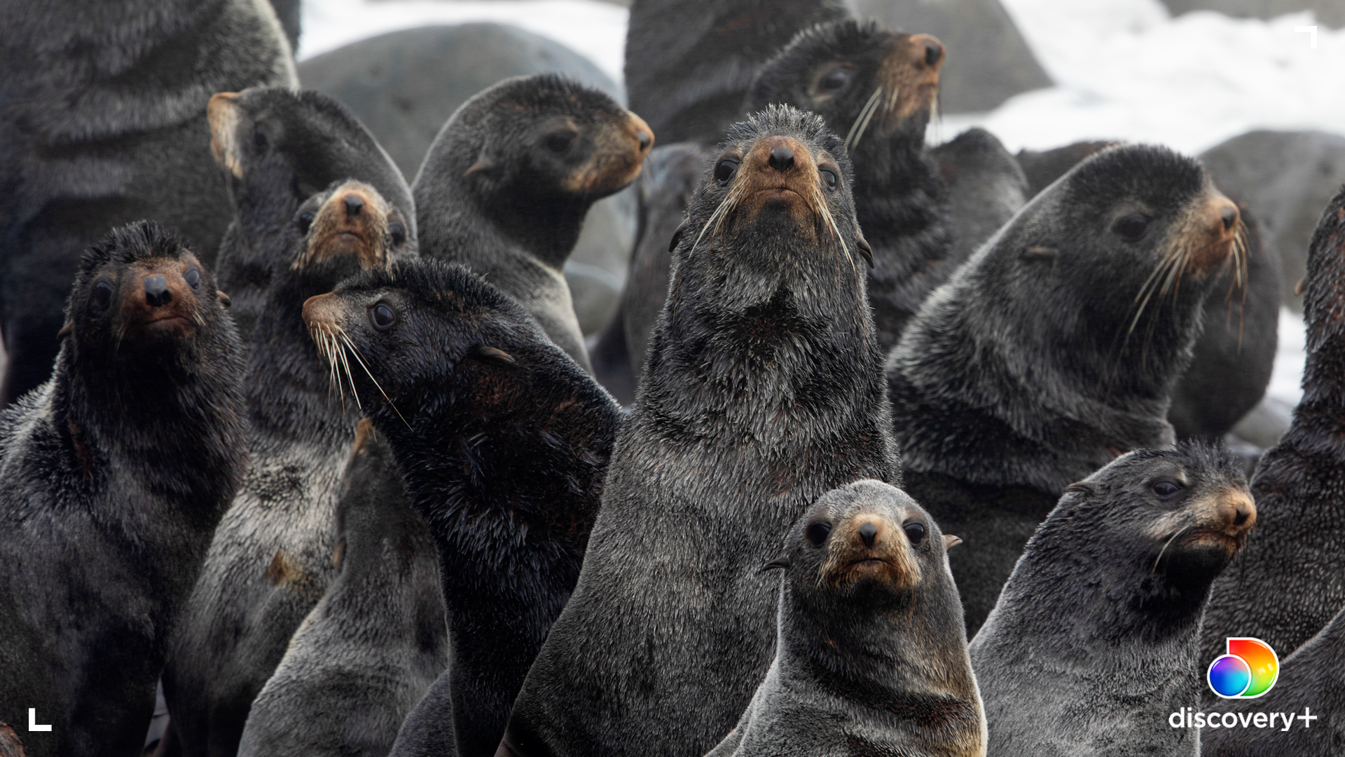 Fur seals on Bogoslof. (Photo: Ian Shive/discovery+)