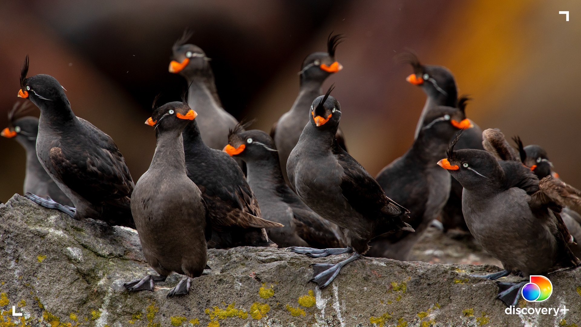 Seabirds. (Photo: Ian Shive/discovery+)