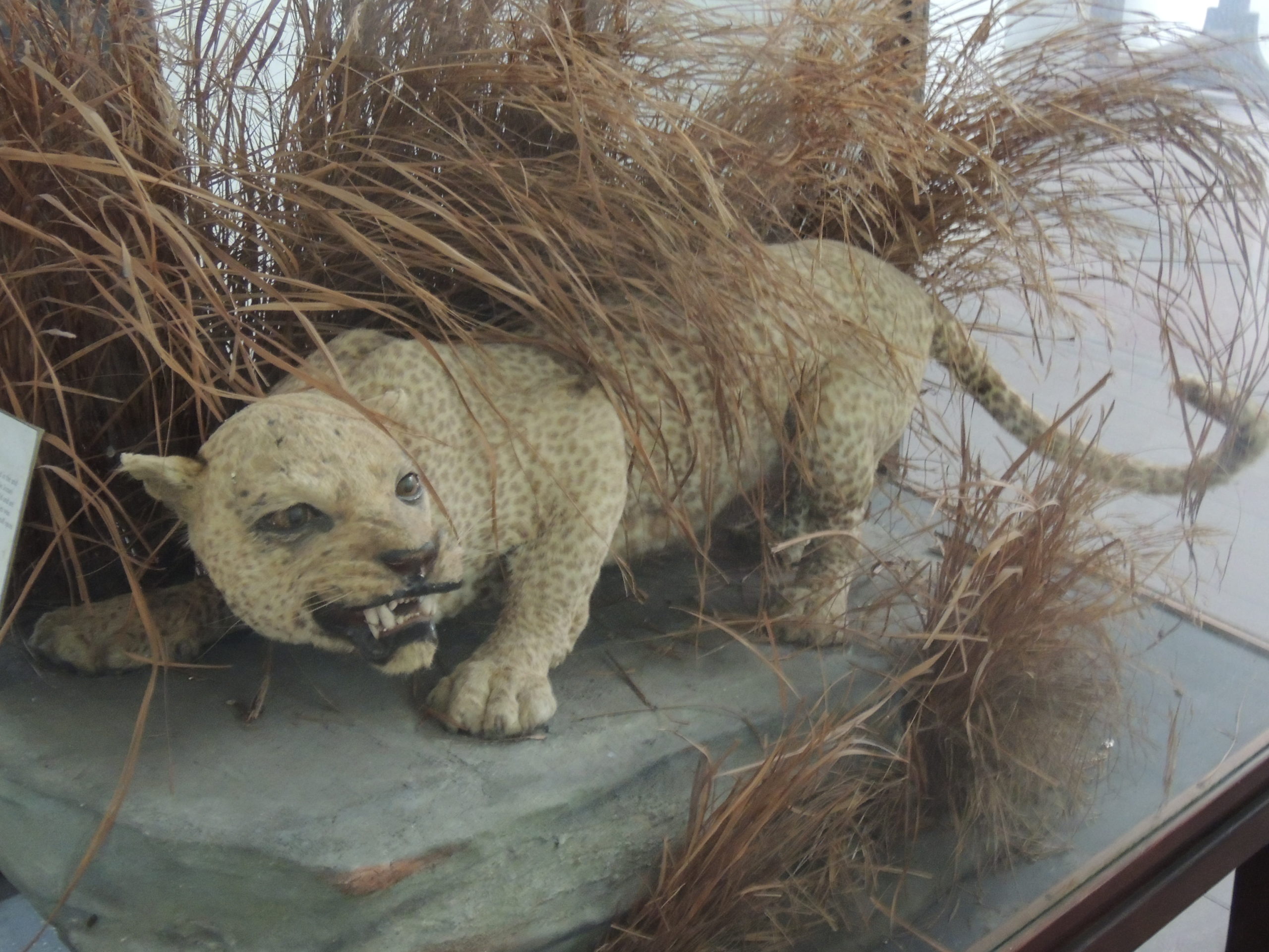 A preserved Zanzibar leopard, which may have been caught on camera a few years ago. (Image: Wikimedia Commons, Fair Use)