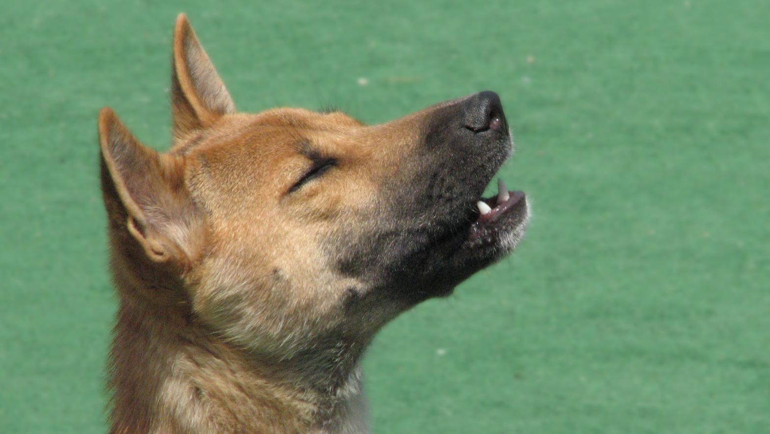 A captive New Guinea singing dog, mid-song. (Image: @R.G. Daniel/CC by 2.0)