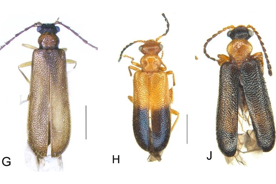 binburrum beetle species australia pokemon