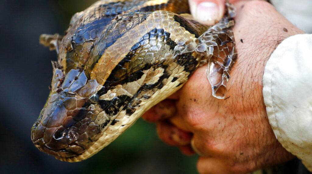 A 4.27 m, 43 kg, female Burmese python captured in Naples, Florida. (Image: Robert F. Bukaty, AP)