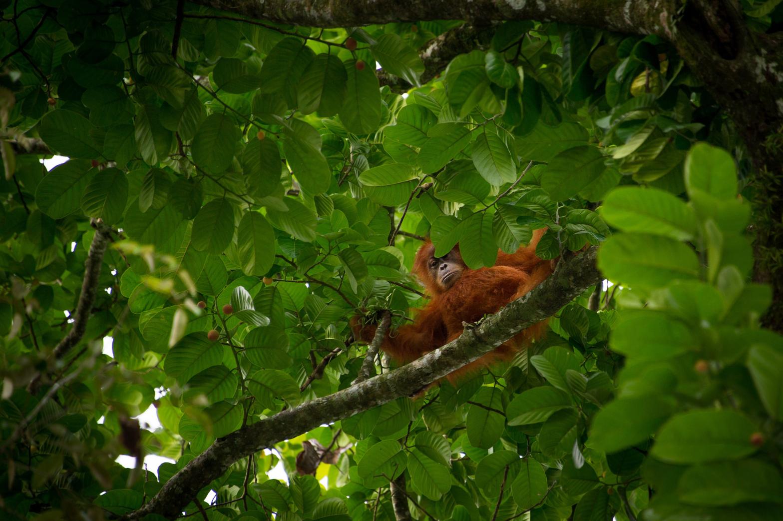 An orangutan in Indonesia, one of the research team's described biodiversity hotspots. (Photo: CHAIDEER MAHYUDDIN/AFP via Getty Images, Getty Images)