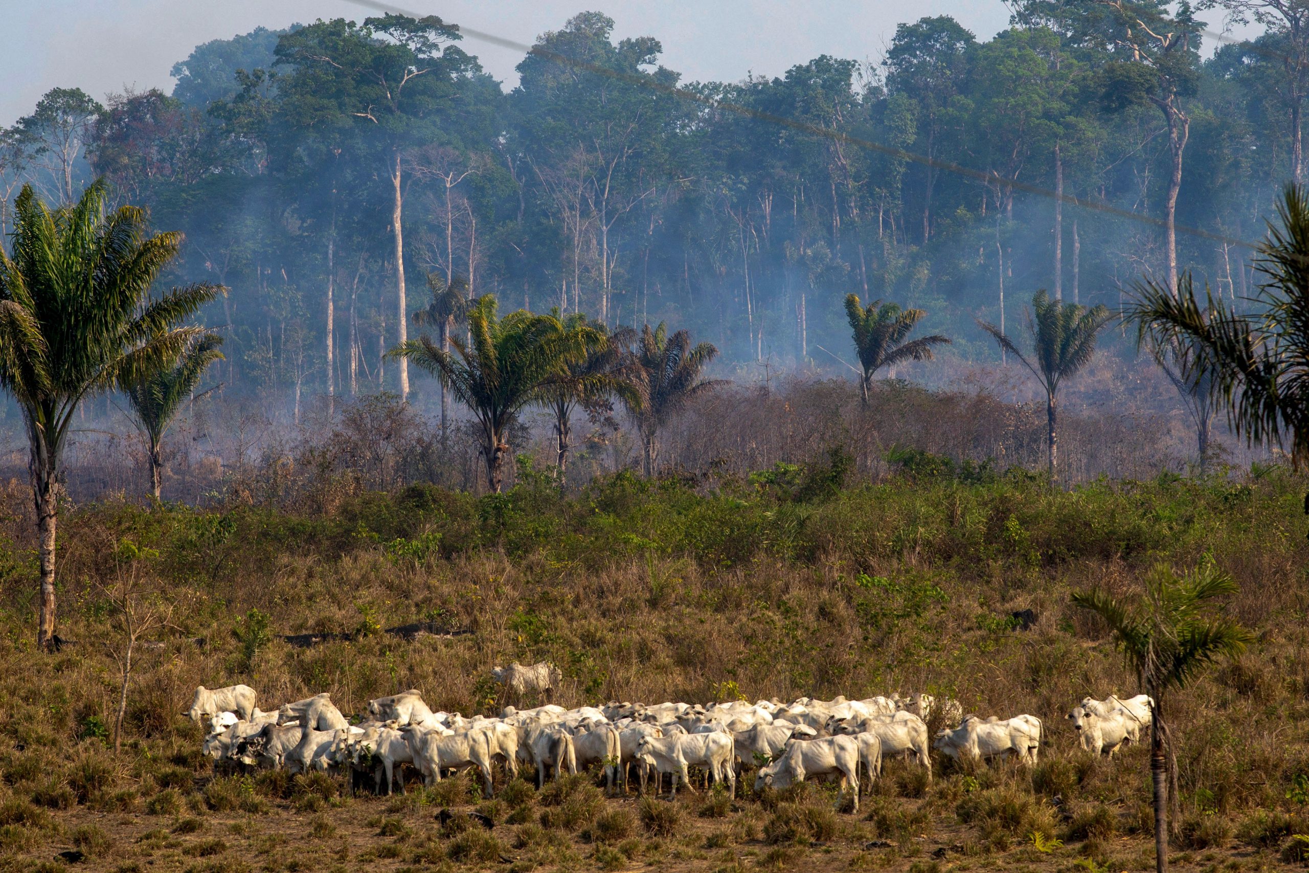 Deforestation and fires in the Amazon are a huge threat to local species.  (Photo: Photo by JOAO LAET/AFP via Getty Images, Getty Images)