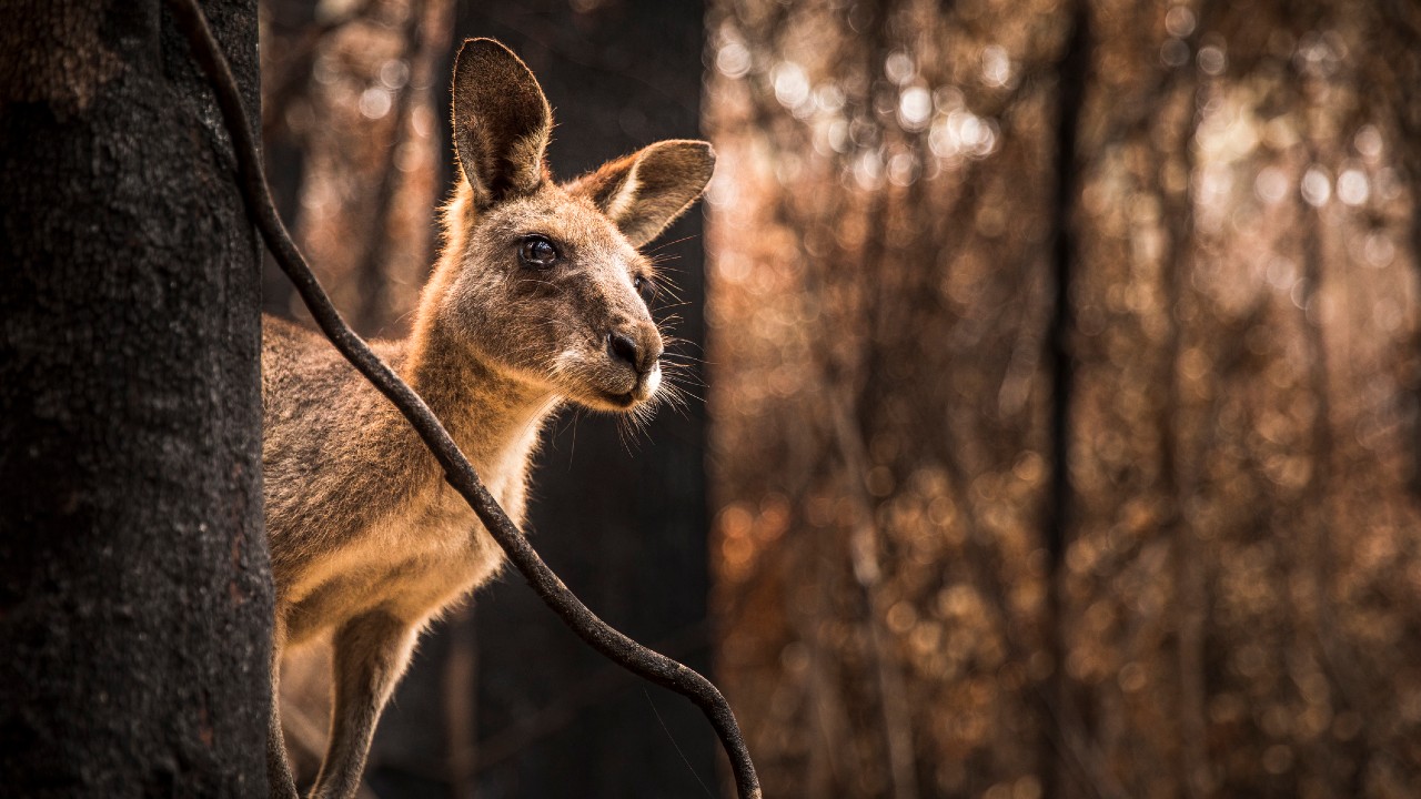 australia kangaroo climb trees
